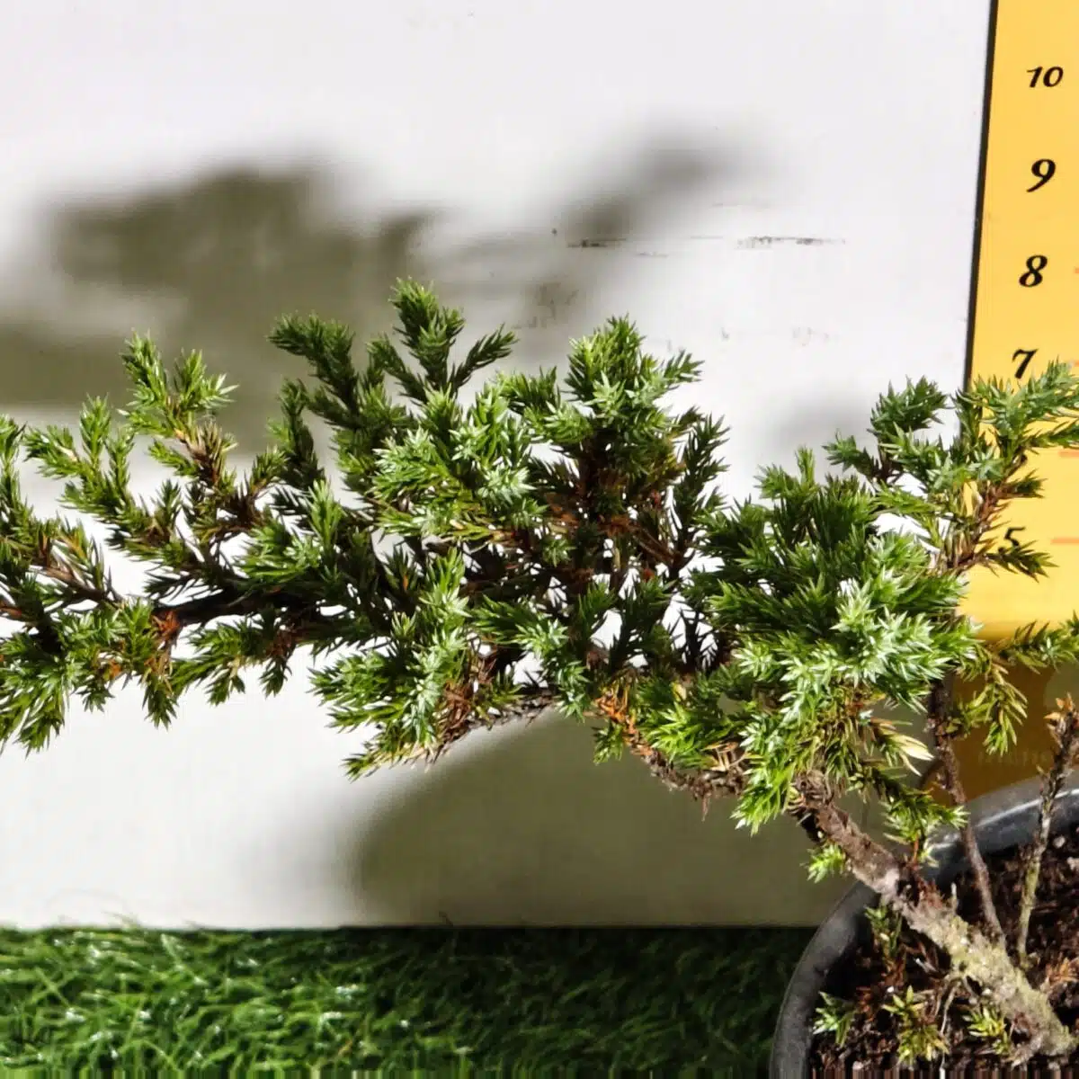 Juniperus Prostrata (Juniper Horizontalis) - Image 25