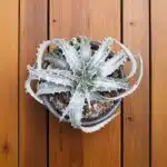 Dyckia