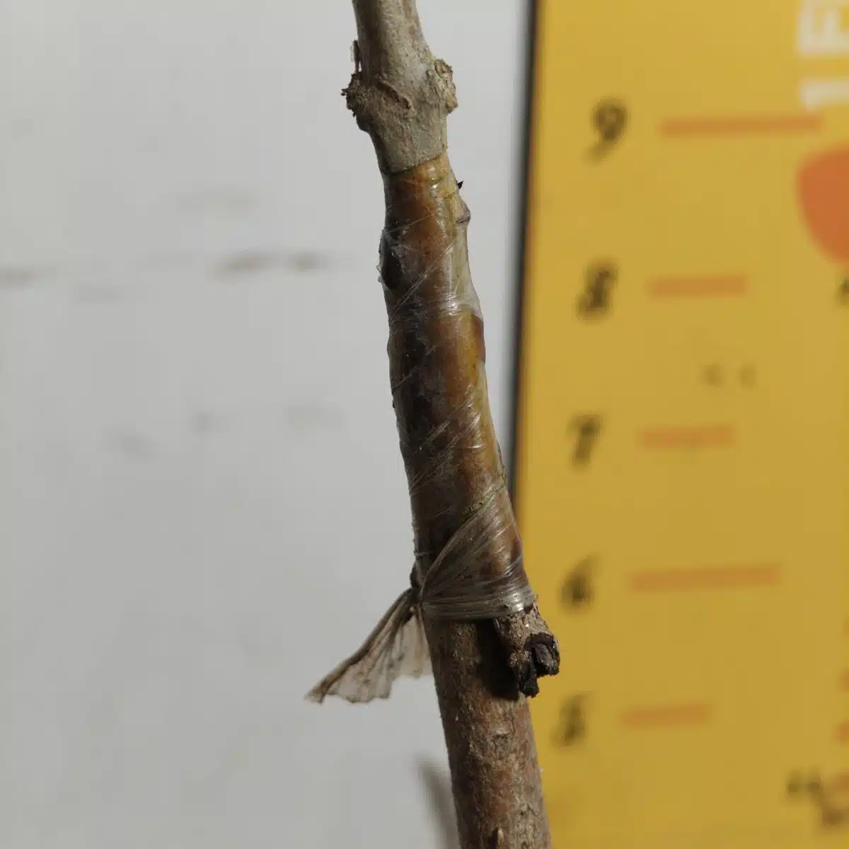 White Jamun (Syzygium cumini) Grafted Fruit Plant - Image 16