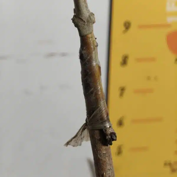 White Jamun (Syzygium cumini) Grafted Fruit Plant - Image 16