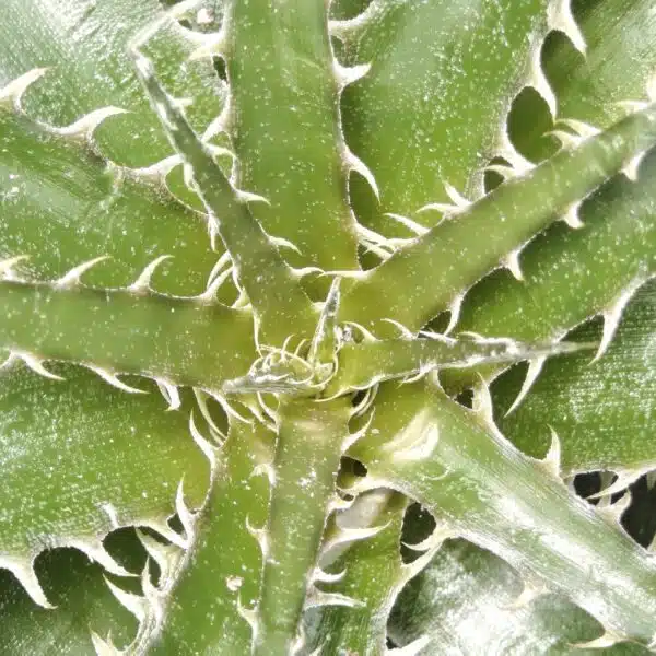Dyckia - Image 7