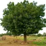 Neem Tree (Azadirachta Indica)