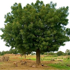 Neem Tree (Azadirachta Indica)