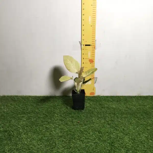 Aglaonema Yellow Majestic - Image 6