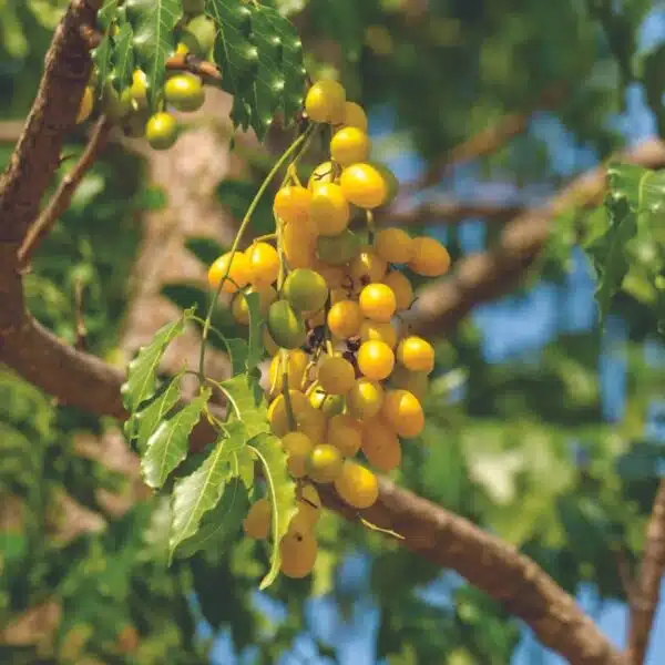 Neem Tree (Azadirachta Indica) - Image 4
