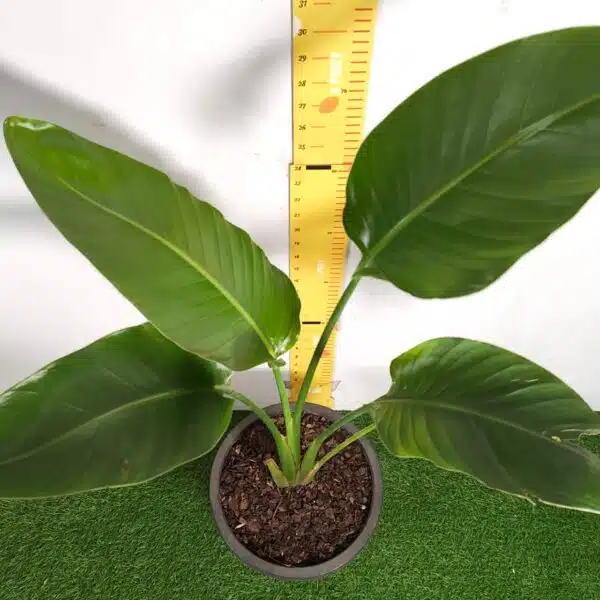 Bird of Paradise White (Strelitzia Nicolai) XL Size Plant - Image 7