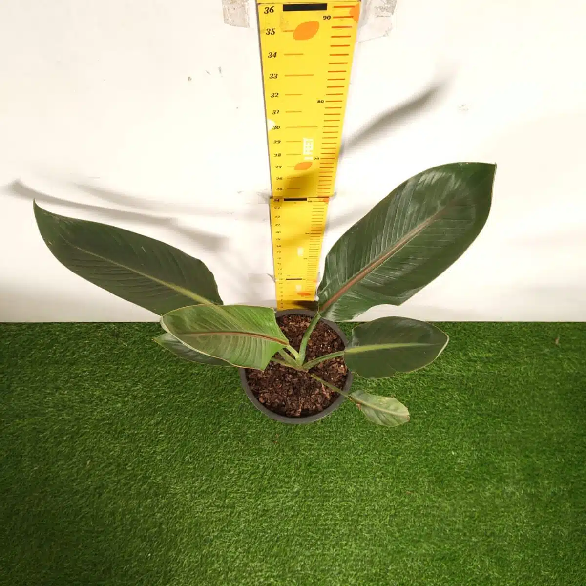 Bird of Paradise Orange (Strelitzia Reginae) XL Size Plant - Image 4