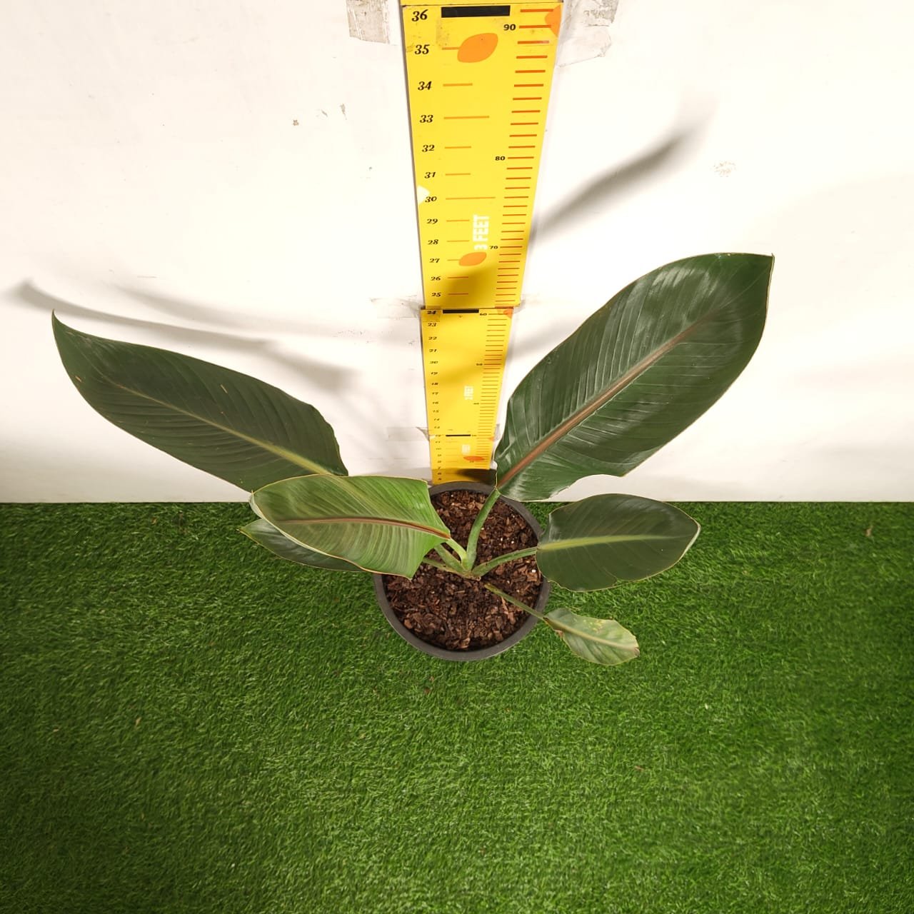 0de32fb2-390d-4a0c-9642-cb5755224916 Bird of Paradise Orange (Strelitzia Reginae) XL Size Plant - Image 4