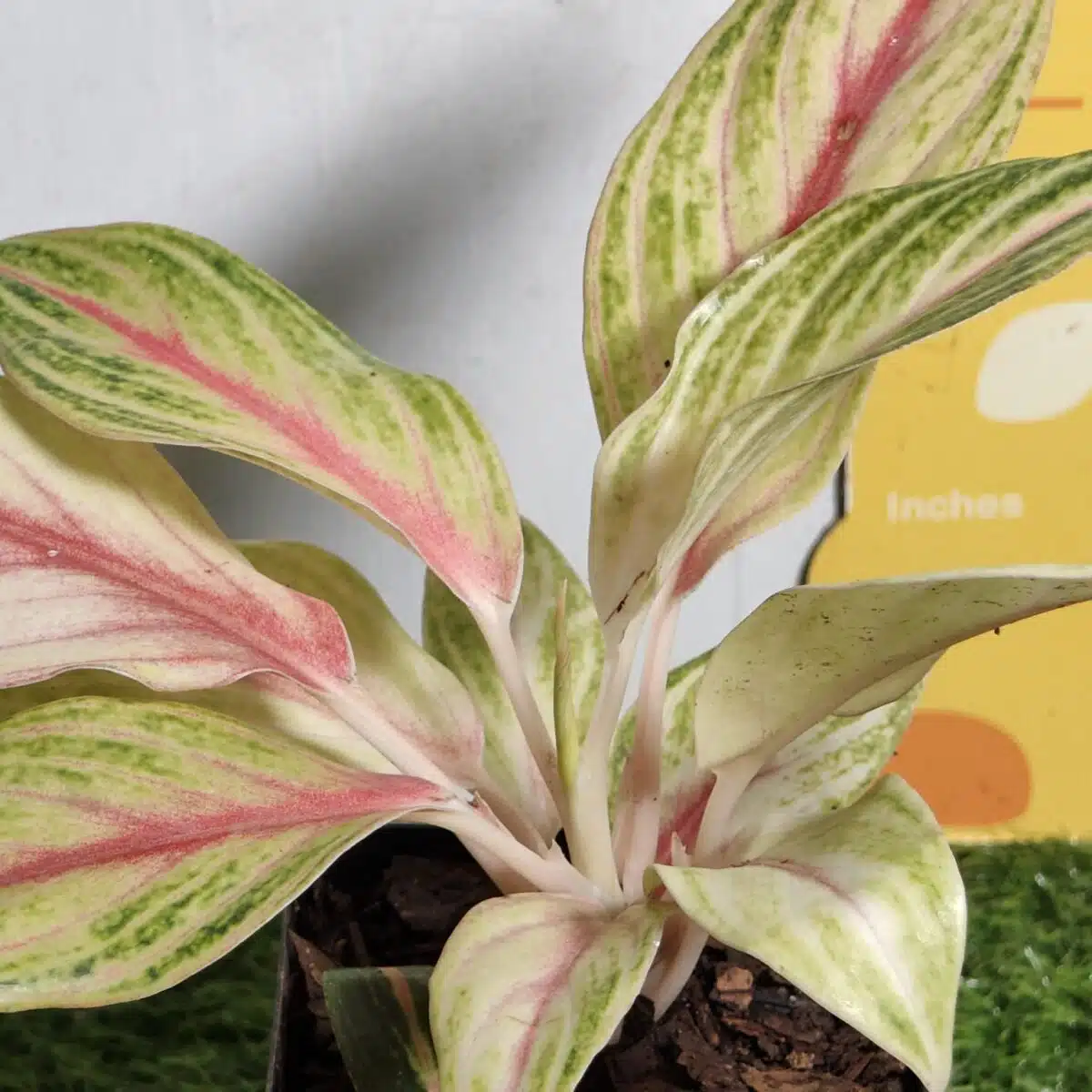 Aglaonema Pink Panama - Image 5