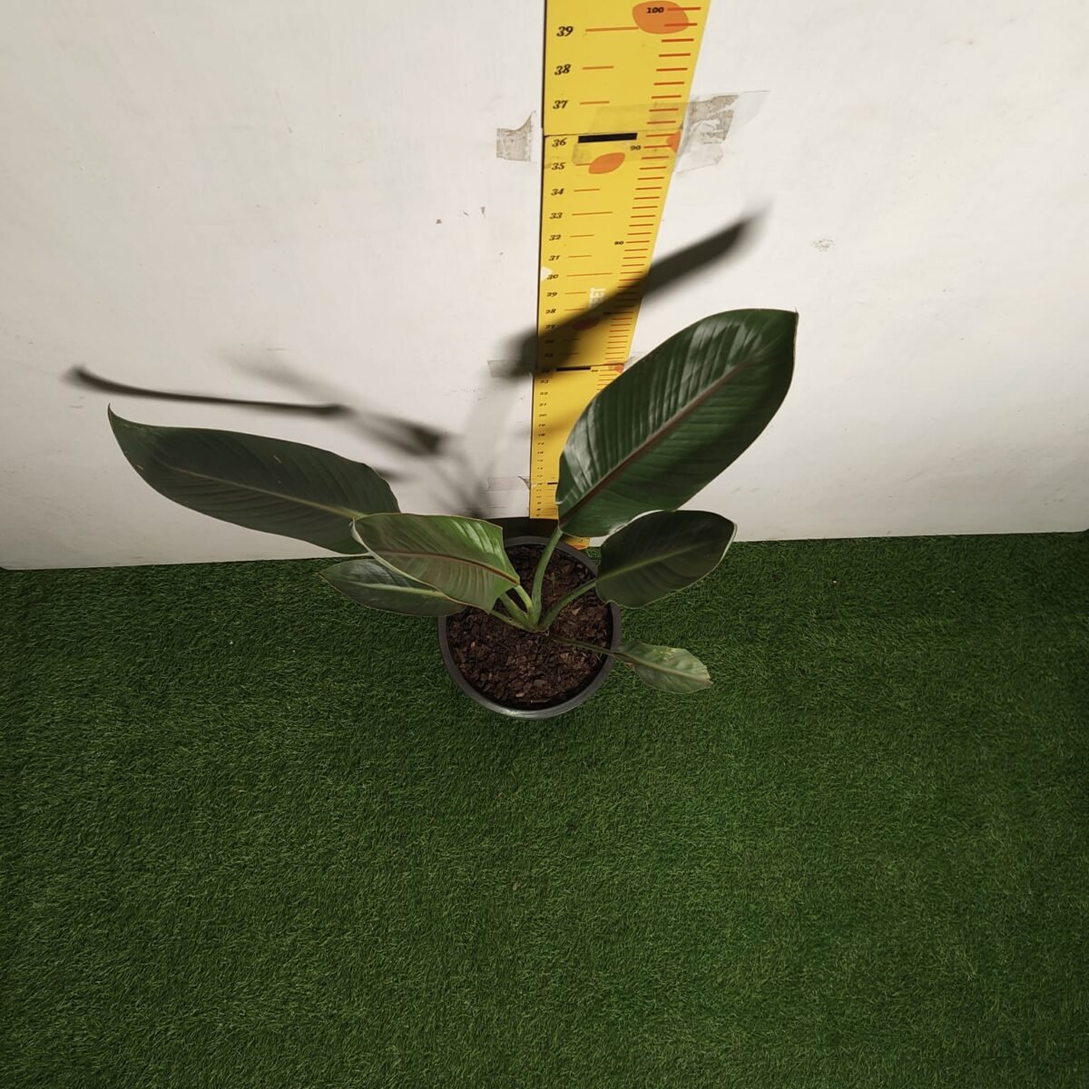 Bird of Paradise Orange (Strelitzia Reginae) XL Size Plant - Image 11