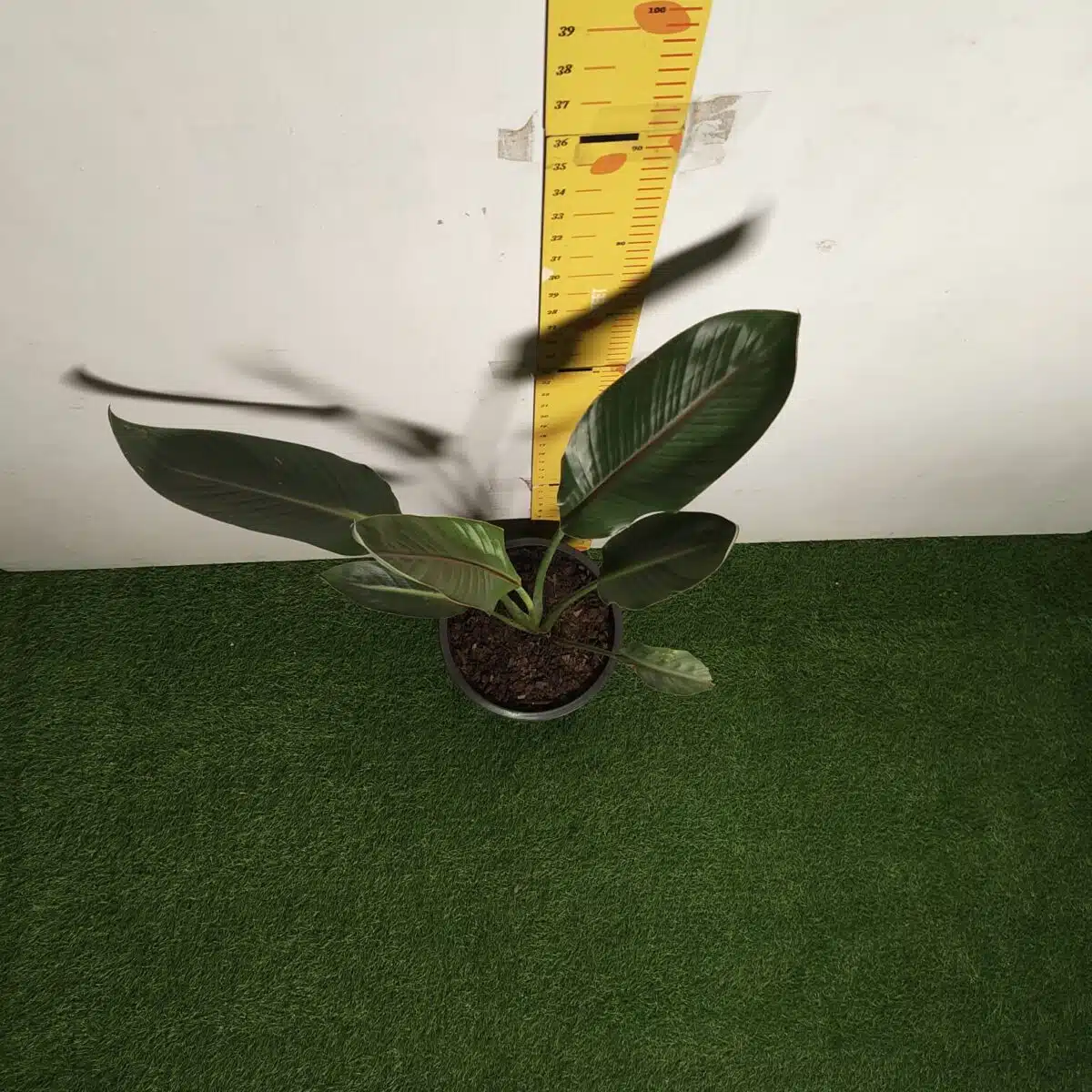 Bird of Paradise Orange (Strelitzia Reginae) XL Size Plant - Image 11