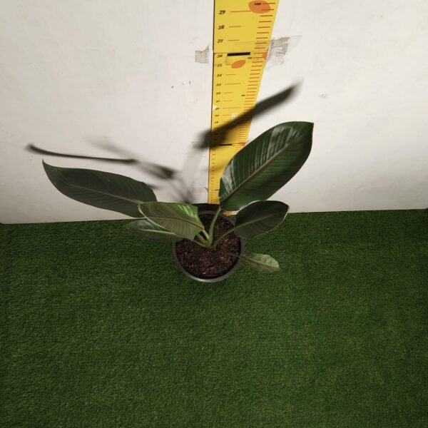 Bird of Paradise Orange (Strelitzia Reginae) XL Size Plant - Image 11