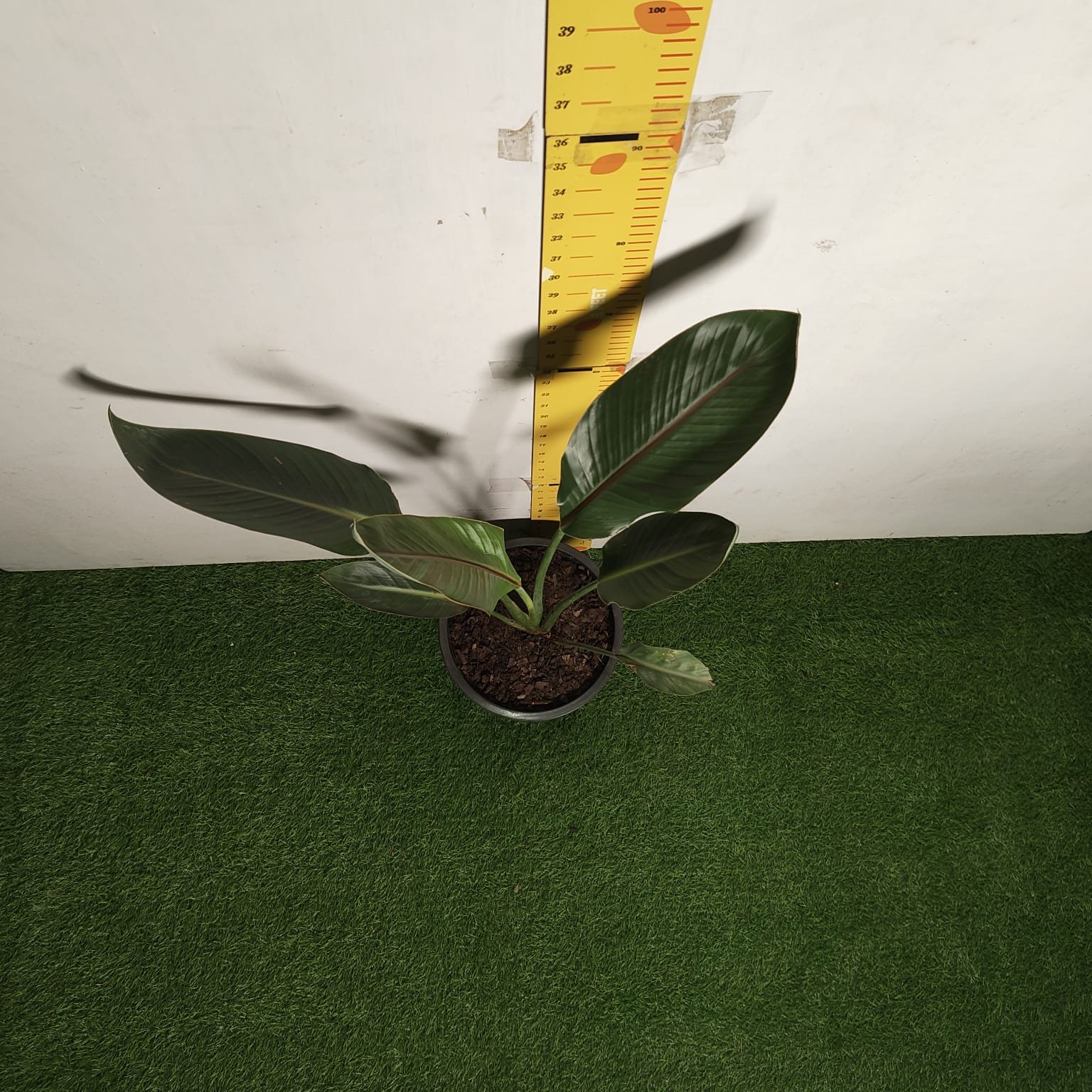 174e368b-7e10-46ae-a9a2-1f6cd4026fd9 Bird of Paradise Orange (Strelitzia Reginae) XL Size Plant - Image 11
