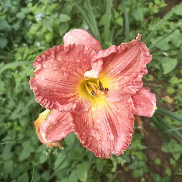 Hemerocallis ×hybrida (Day Lily) - Image 2