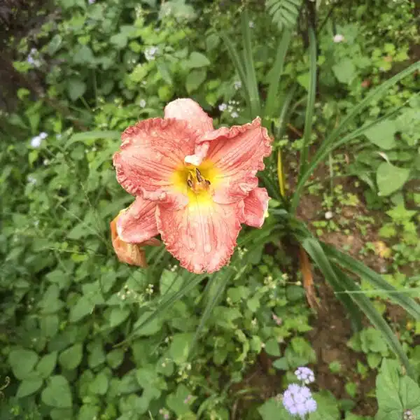 Hemerocallis ×hybrida (Day Lily) - Image 4