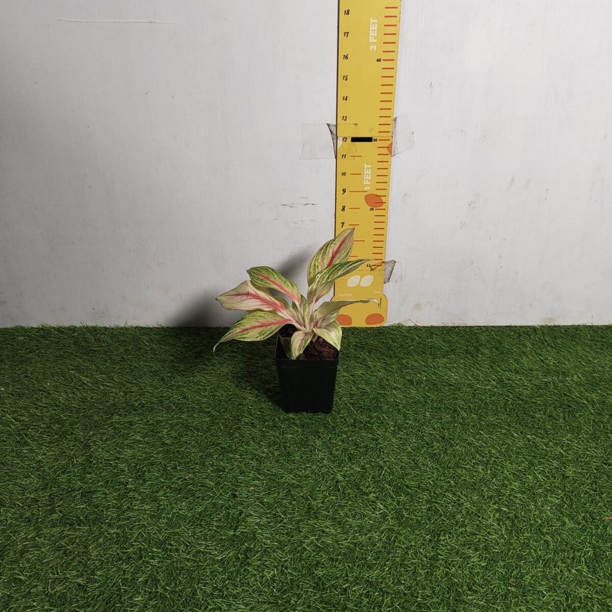Aglaonema Pink Panama - Image 2