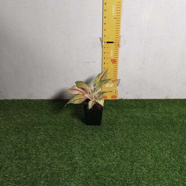 Aglaonema Pink Panama - Image 2