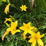 Hemerocallis 'Hyperion' highly fragrant