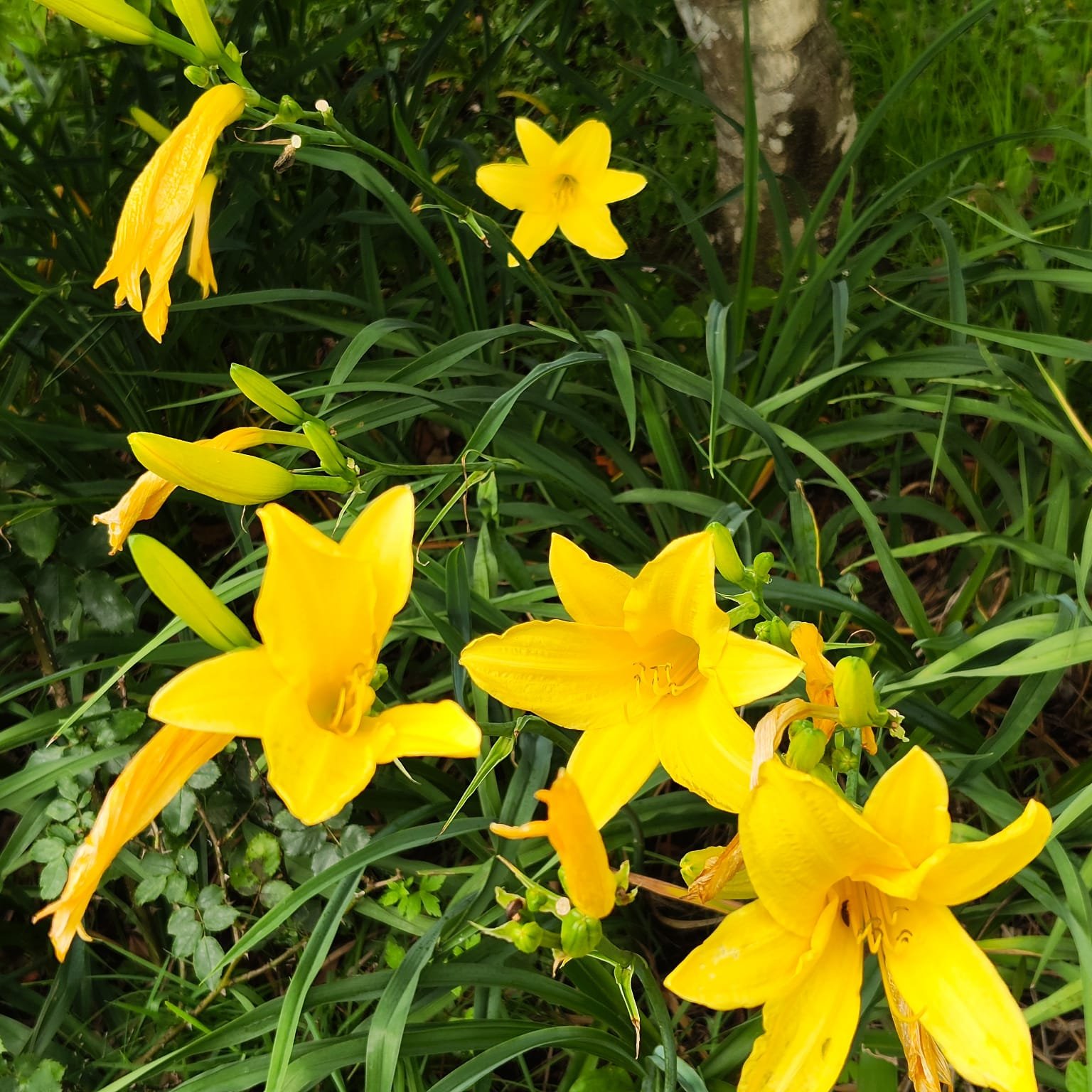 32490f65-9f0e-46a2-a5cc-c9f1465b778f Hemerocallis 'Hyperion' highly fragrant - Image 1