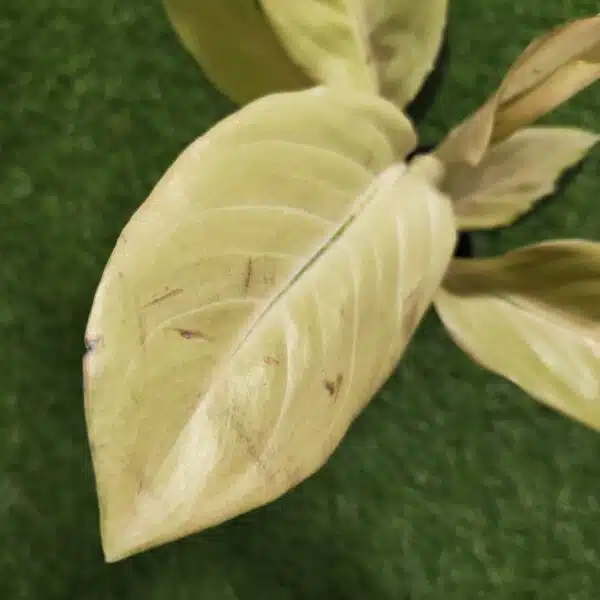 Aglaonema Yellow Majestic - Image 5