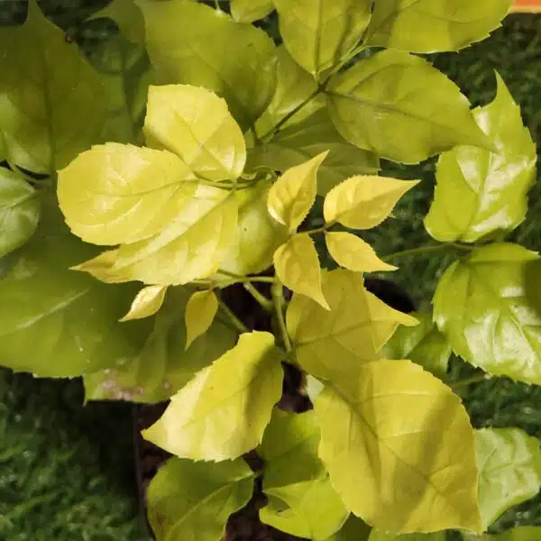 Radermachera Sinica Golden (China Doll) - Image 4