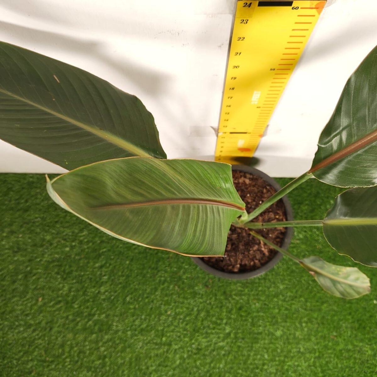 Bird of Paradise Orange (Strelitzia Reginae) XL Size Plant - Image 6