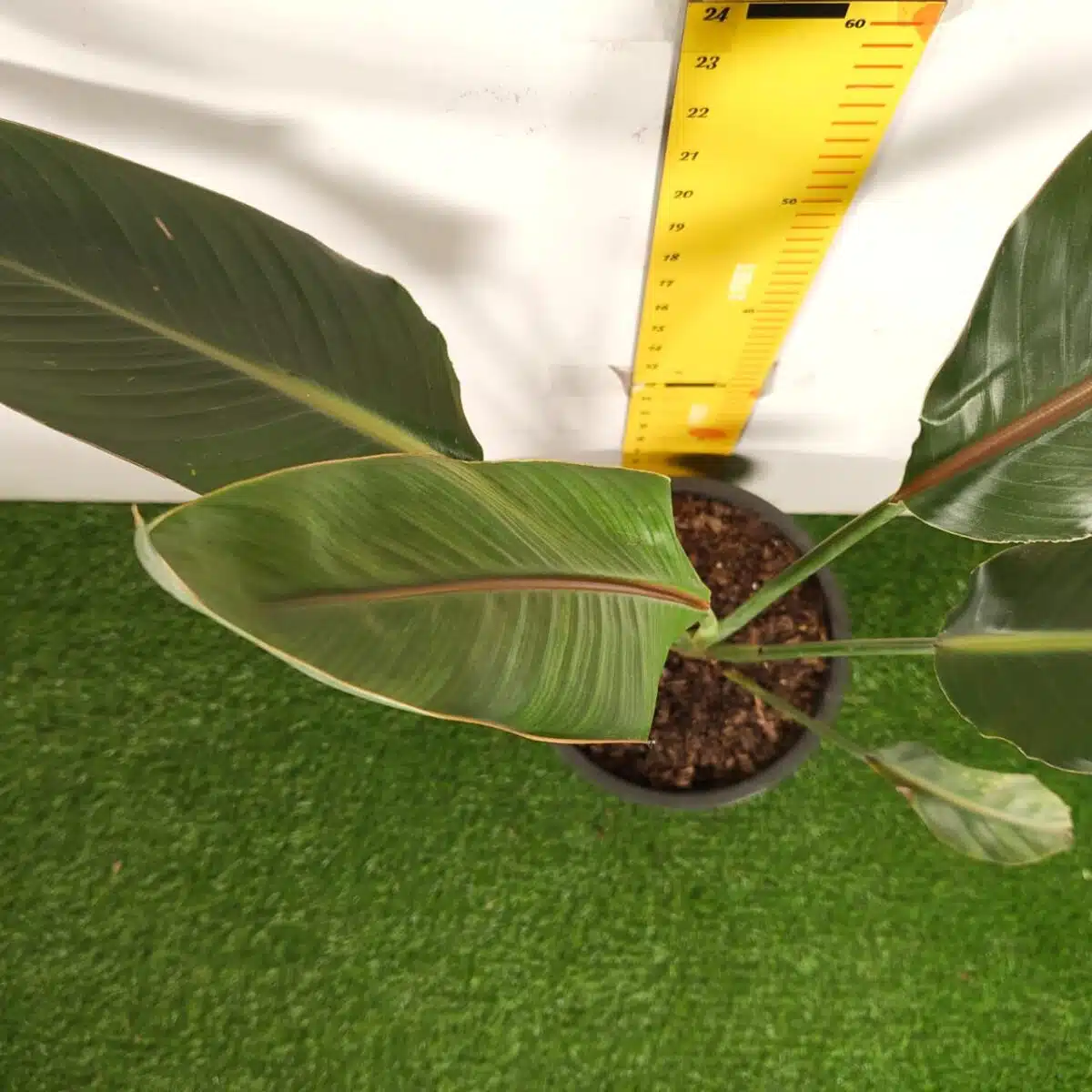 Bird of Paradise Orange (Strelitzia Reginae) XL Size Plant - Image 6