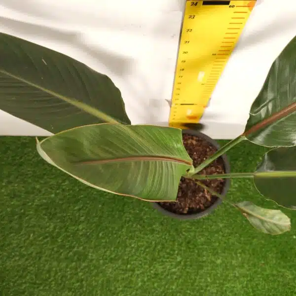 Bird of Paradise Orange (Strelitzia Reginae) XL Size Plant - Image 6