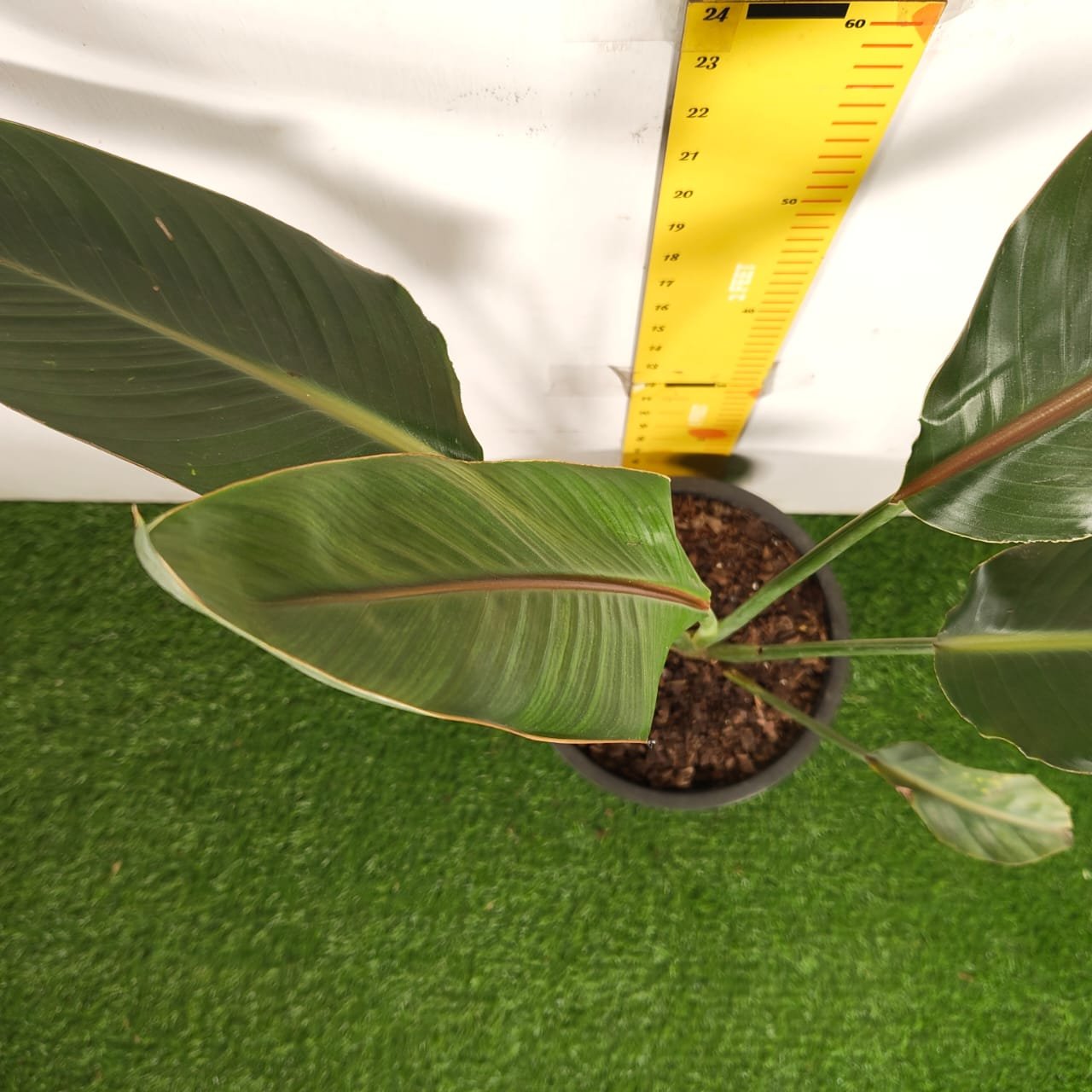 40d80d5a-28fb-46c6-81ea-e32cee2827f6 Bird of Paradise Orange (Strelitzia Reginae) XL Size Plant - Image 6