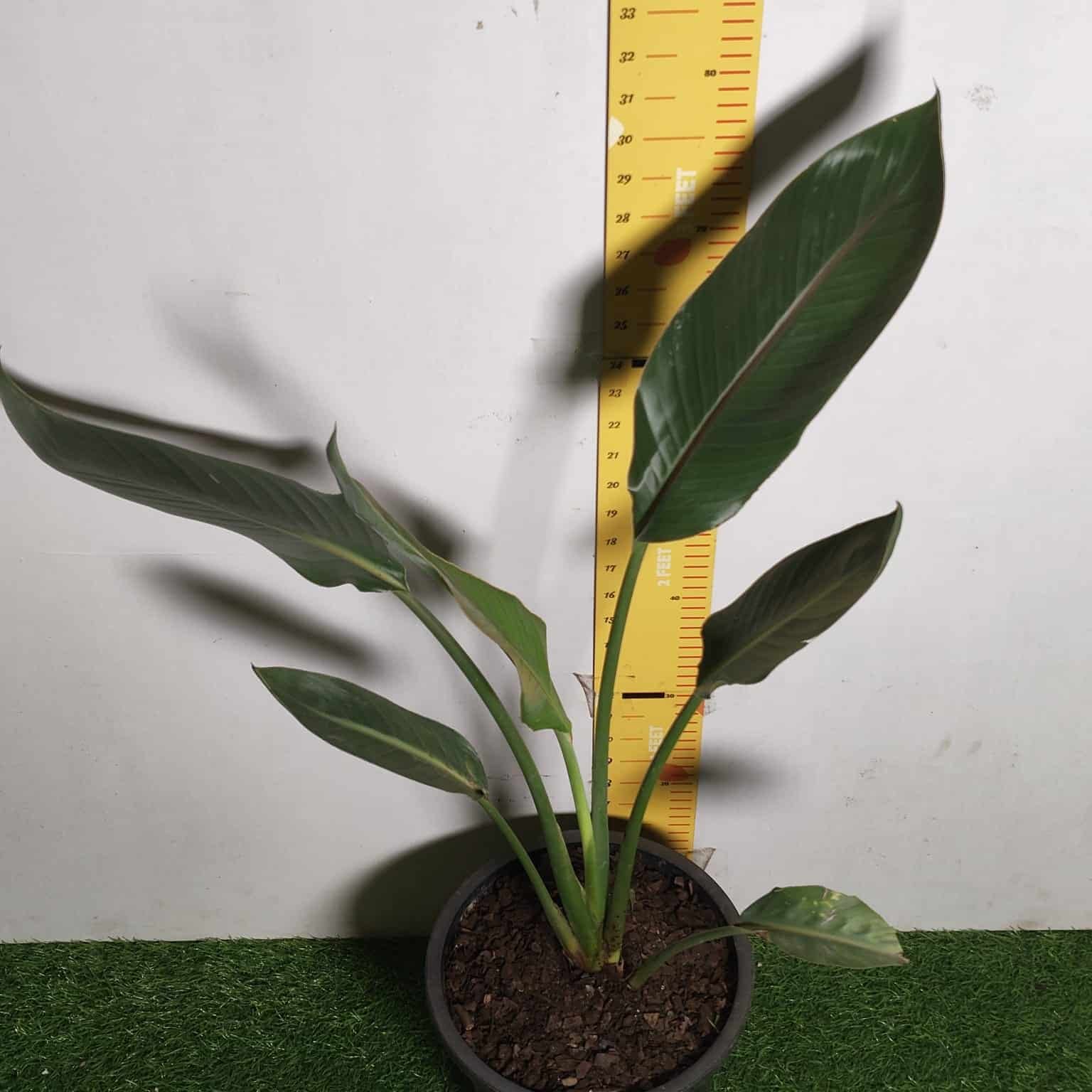 435378af-aa24-435a-aa2b-fef96c97ceb9 Bird of Paradise Orange (Strelitzia Reginae) XL Size Plant - Image 8