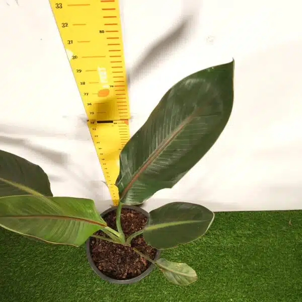 Bird of Paradise Orange (Strelitzia Reginae) XL Size Plant - Image 5