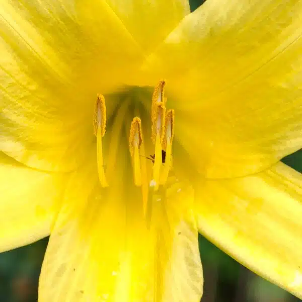 Hemerocallis lilioasphodelus (Lemon Day Lily tall Yellow) - Image 7