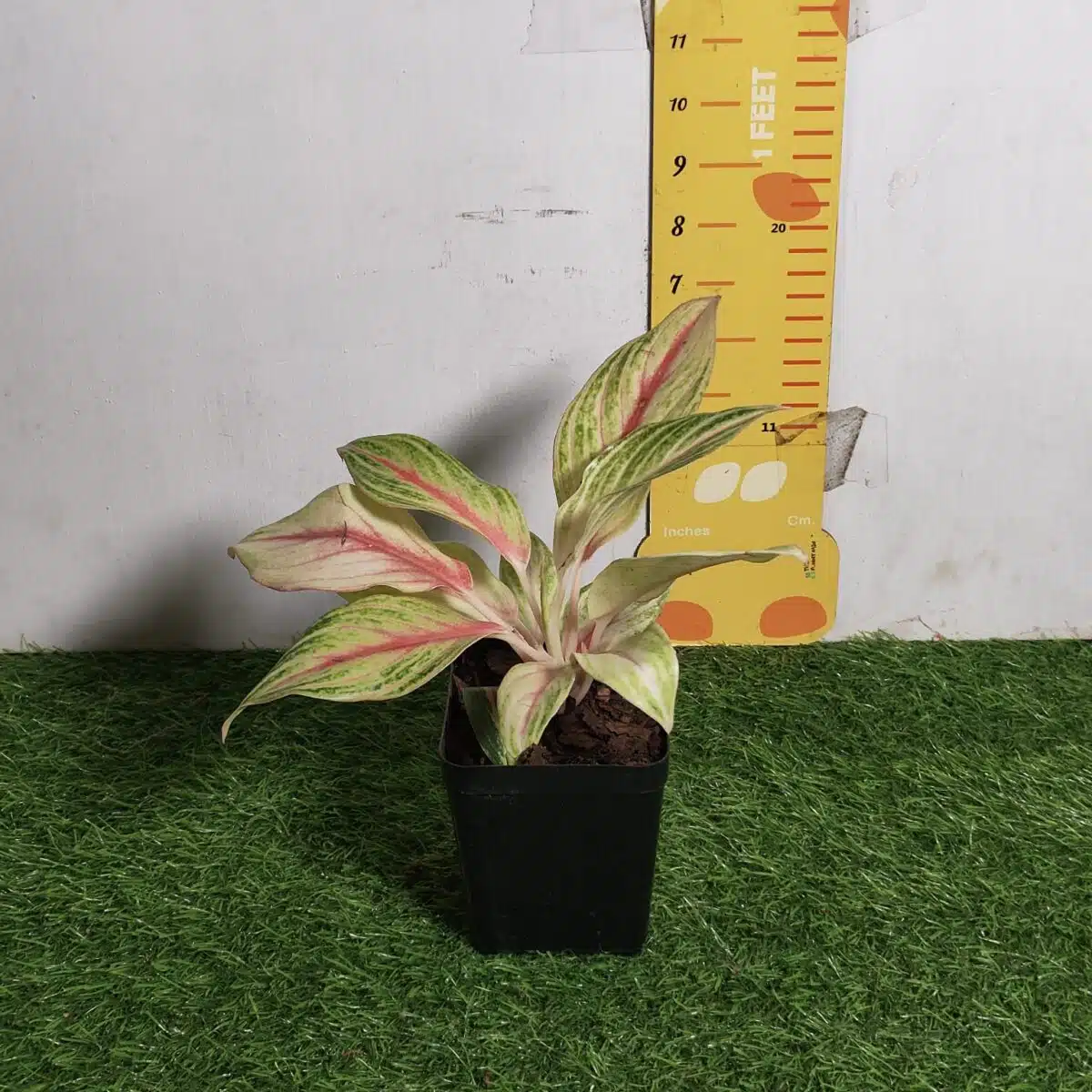 Aglaonema Pink Panama - Image 3