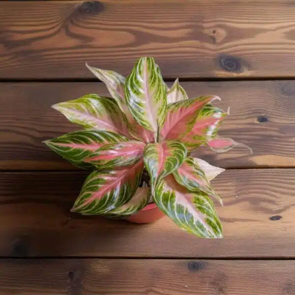 Aglaonema Golden Papaya plant