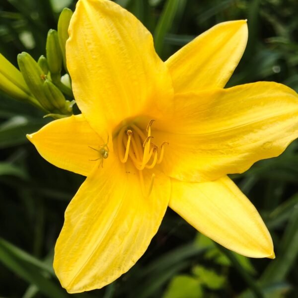 Hemerocallis 'Hyperion' highly fragrant - Image 7