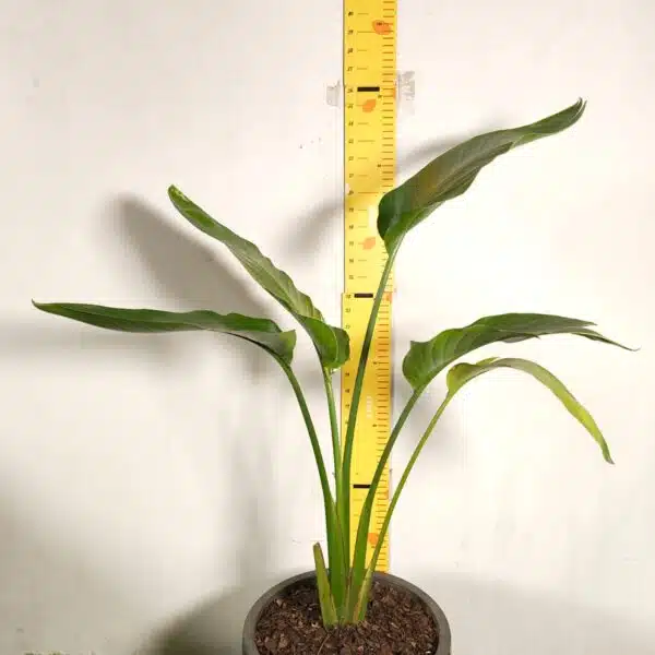Bird of Paradise White (Strelitzia Nicolai) XL Size Plant - Image 4