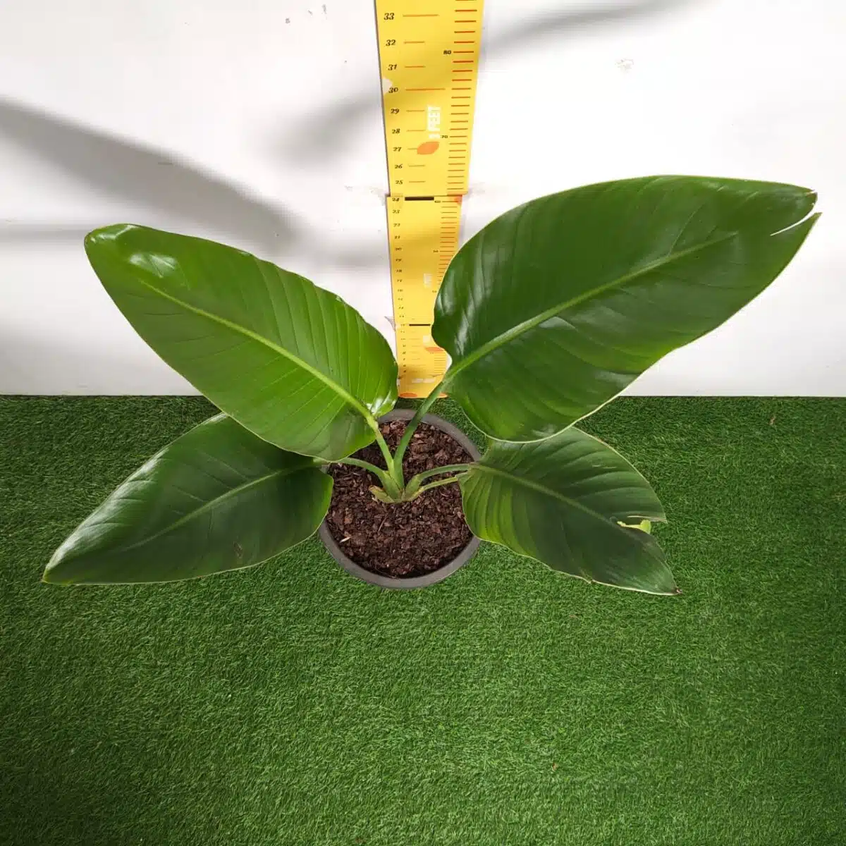 Bird of Paradise White (Strelitzia Nicolai) XL Size Plant - Image 6