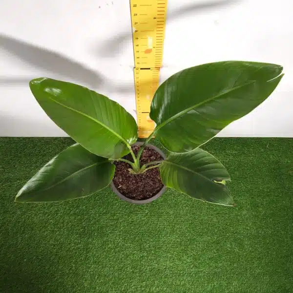 Bird of Paradise White (Strelitzia Nicolai) XL Size Plant - Image 6