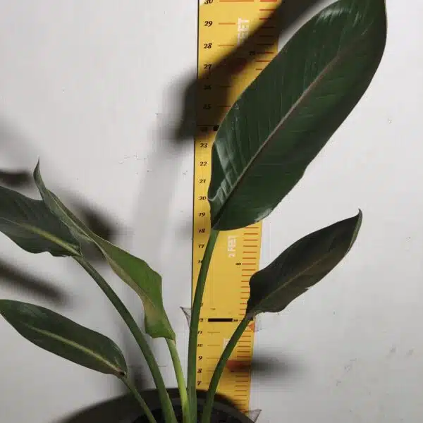 Bird of Paradise Orange (Strelitzia Reginae) XL Size Plant - Image 9