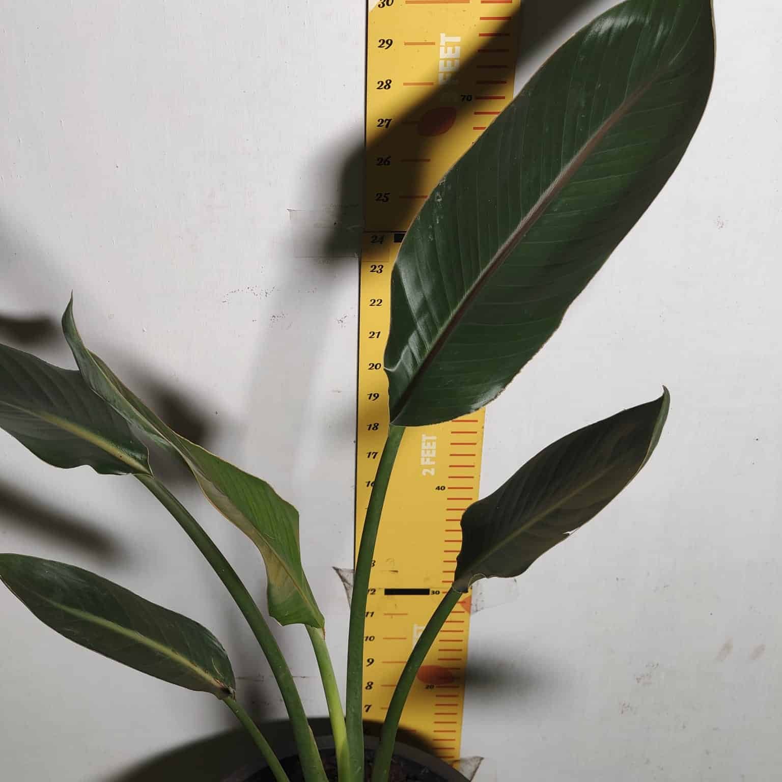 5eac0b41-512f-4bde-bd3e-0aae4ae13b75 Bird of Paradise Orange (Strelitzia Reginae) XL Size Plant - Image 9