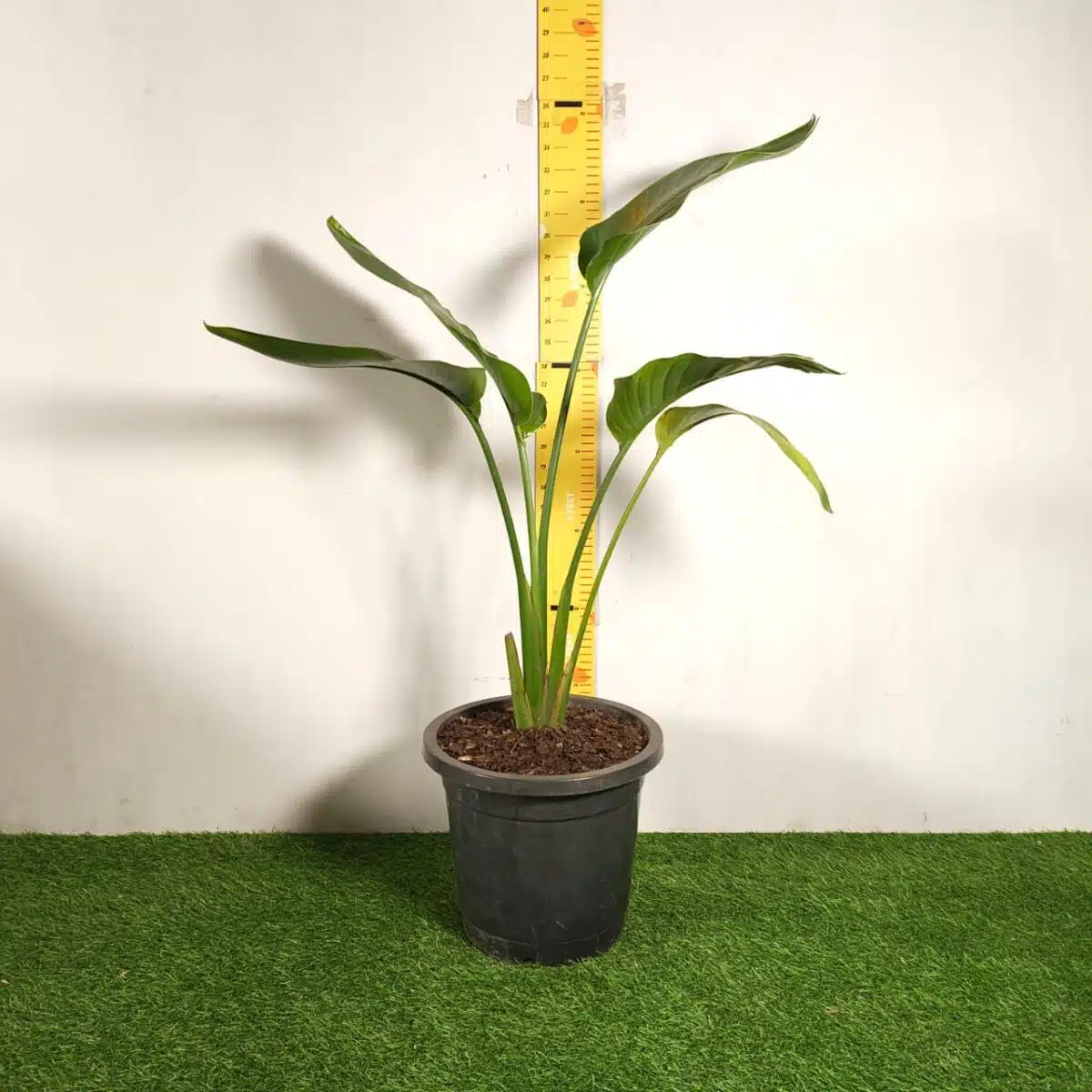 Bird of Paradise White (Strelitzia Nicolai) XL Size Plant - Image 2