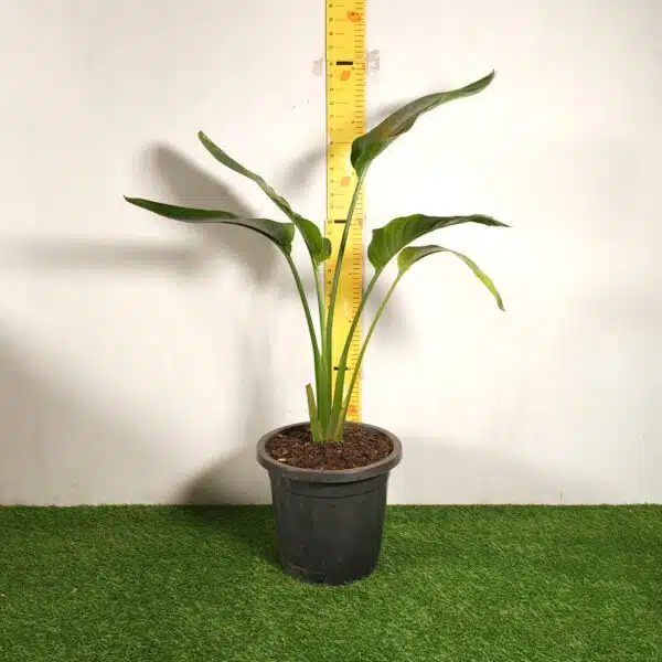 Bird of Paradise White (Strelitzia Nicolai) XL Size Plant - Image 2