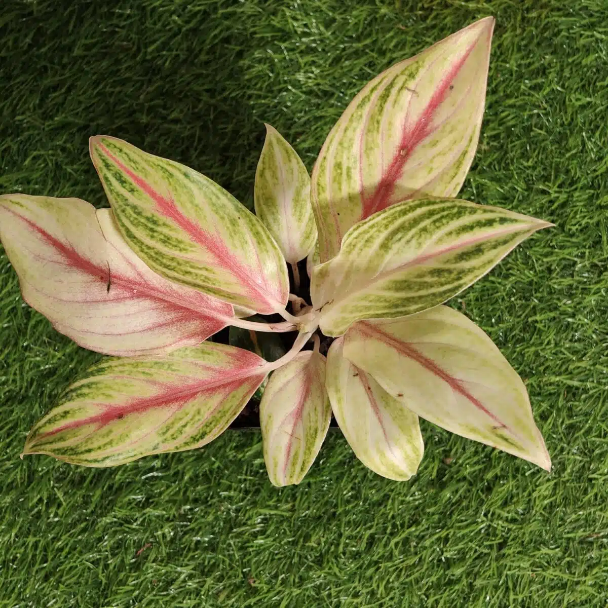 Aglaonema Pink Panama - Image 8