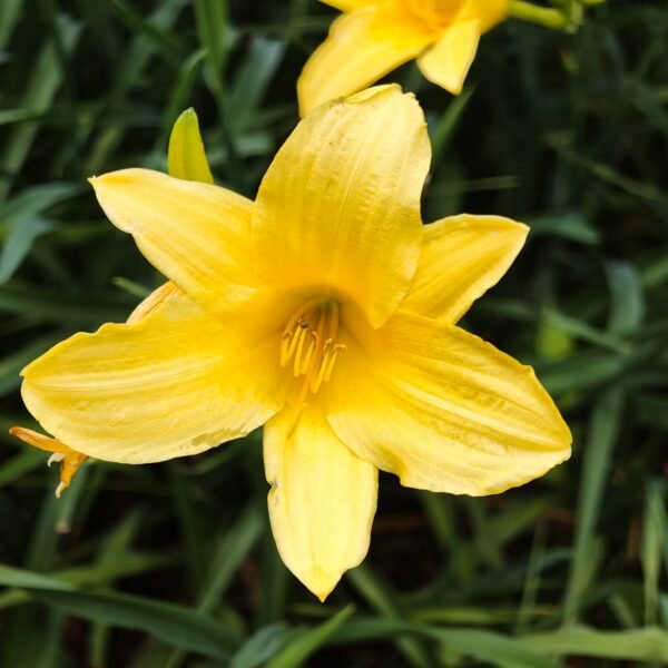 Hemerocallis 'Hyperion' highly fragrant - Image 5