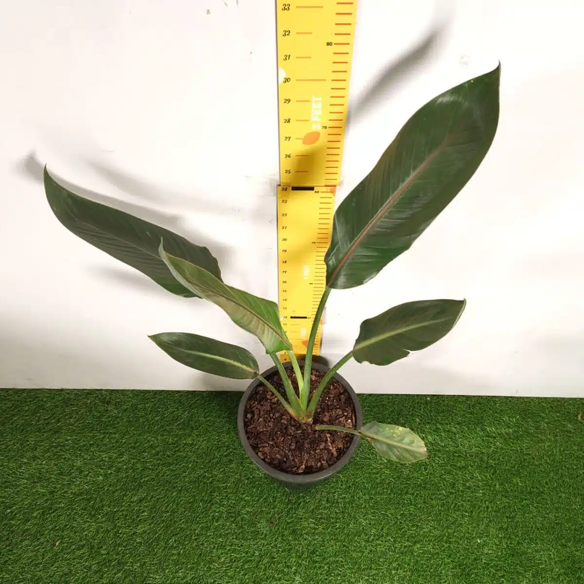 Bird of Paradise Orange (Strelitzia Reginae) XL Size Plant - Image 3