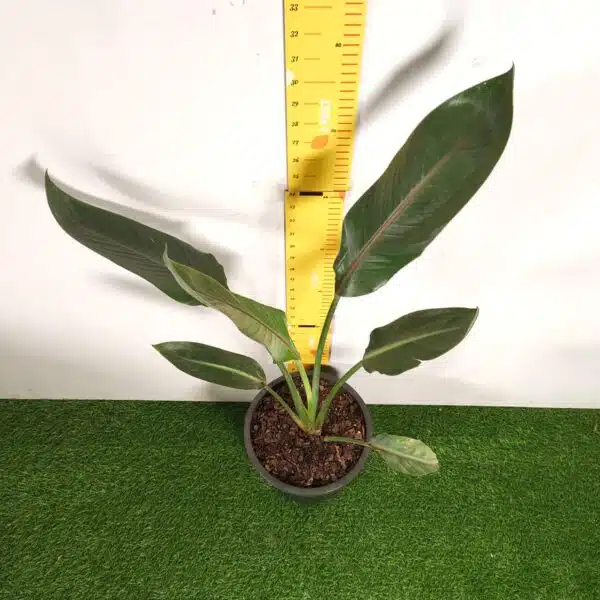 Bird of Paradise Orange (Strelitzia Reginae) XL Size Plant - Image 3