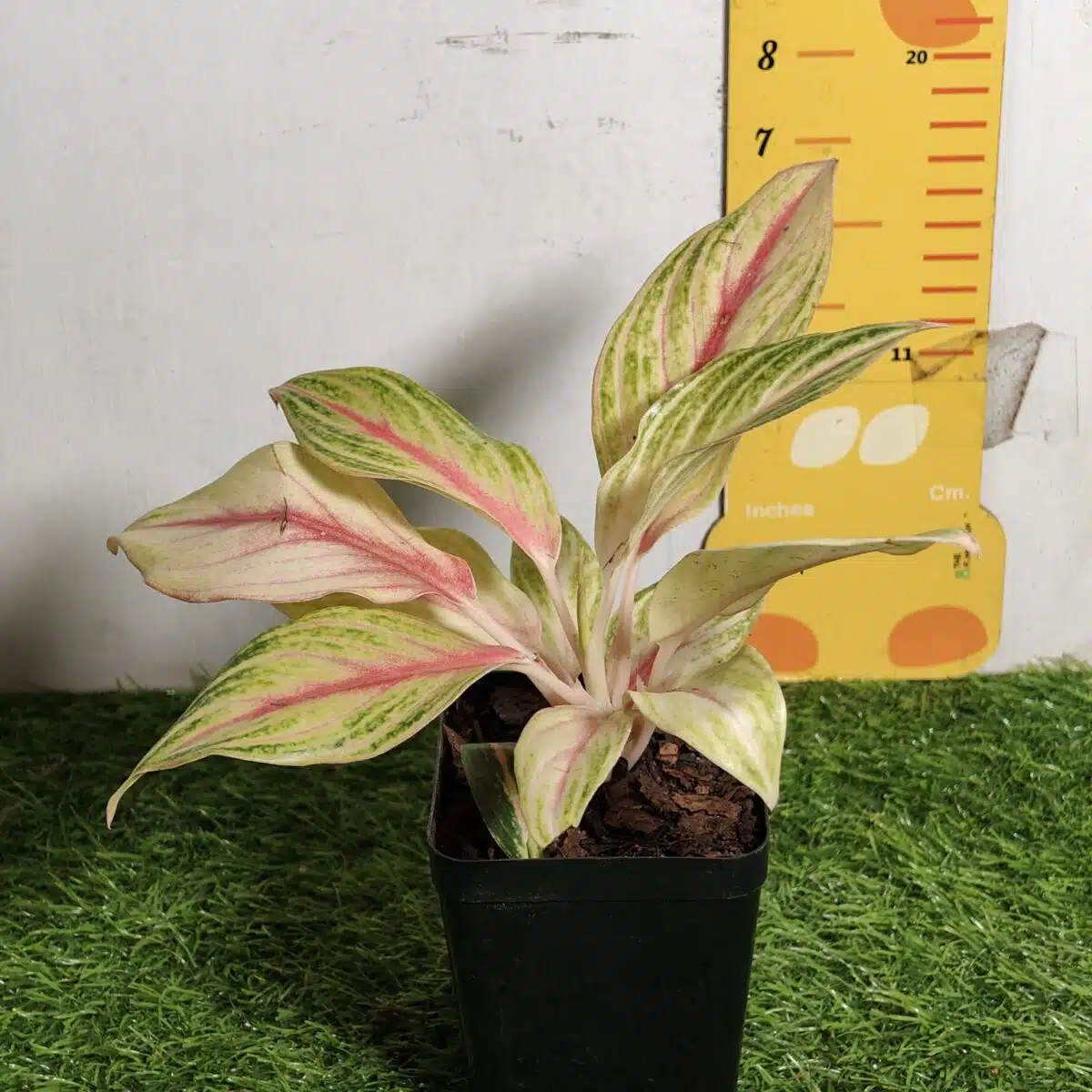 Aglaonema Pink Panama - Image 4