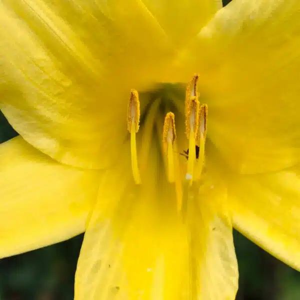 Hemerocallis lilioasphodelus (Lemon Day Lily tall Yellow) - Image 8