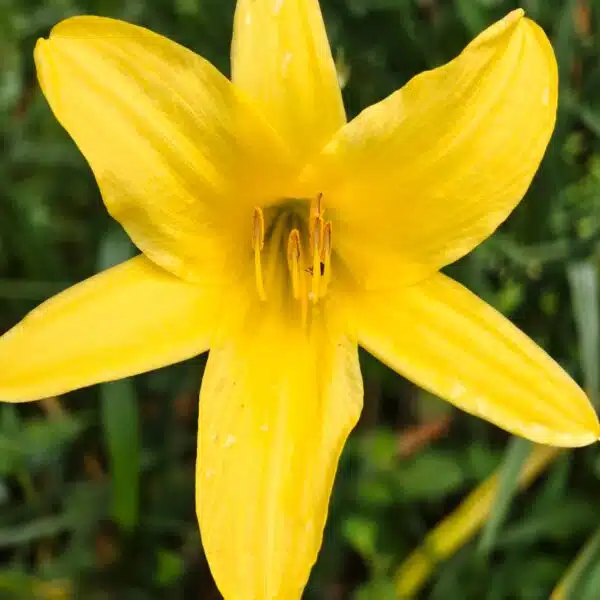 Hemerocallis lilioasphodelus (Lemon Day Lily tall Yellow) - Image 4