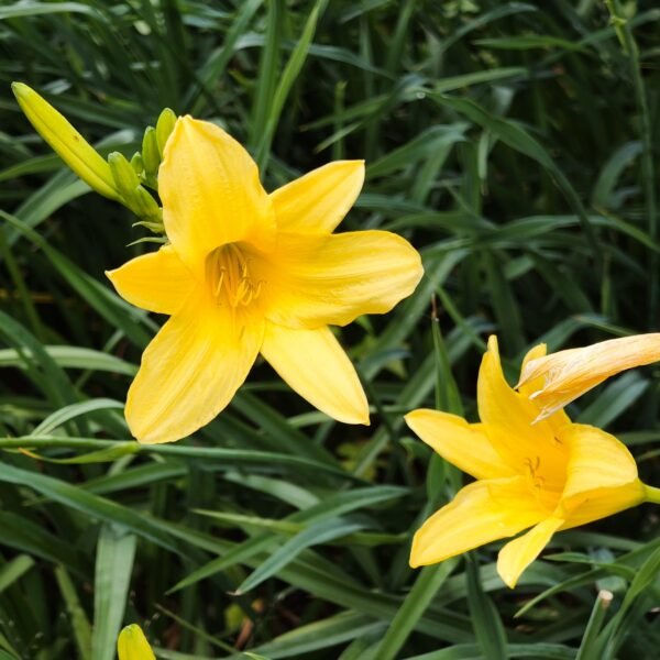 Hemerocallis 'Hyperion' highly fragrant - Image 3